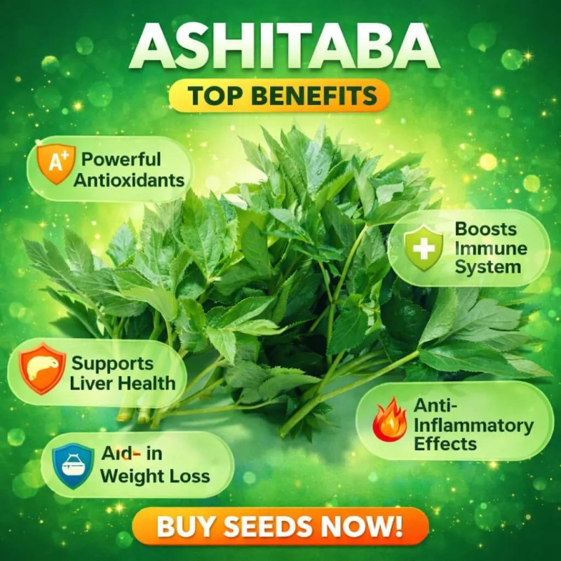 Graines de Ashitaba (Angelica keiskei) | Seeds Shop Store