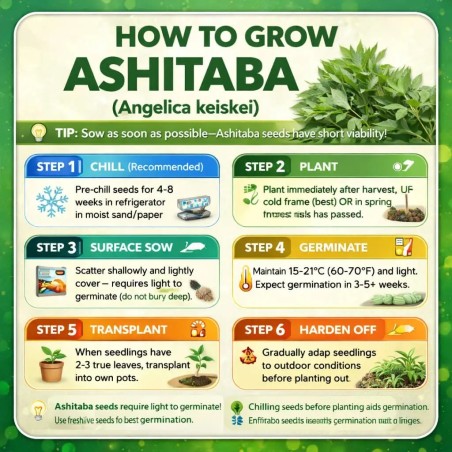 Ashitaba – Sutrasnji List Seme (Angelica keiskei) | Seeds Shop Store