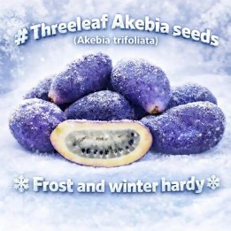 Akebior frön (Akebia trifoliata) - 287.359459