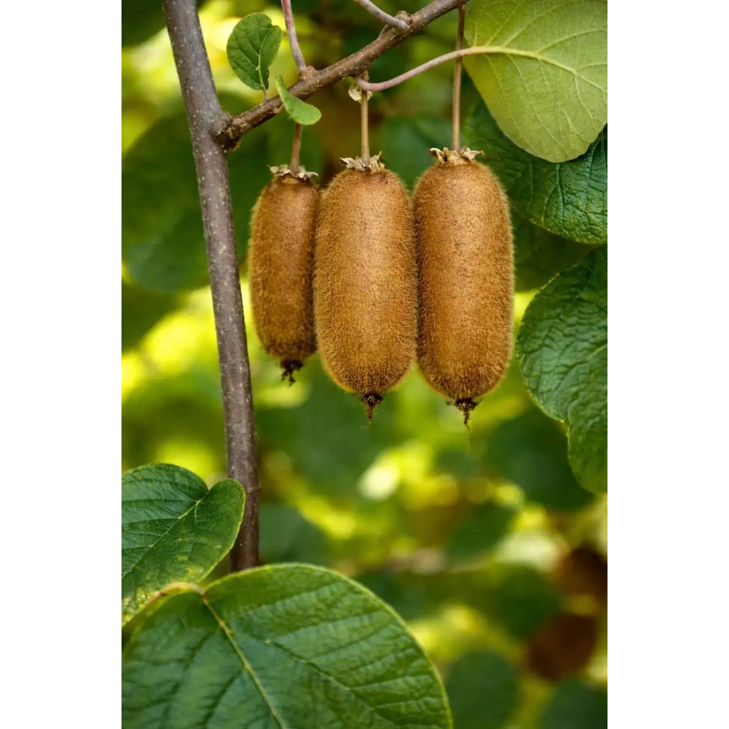 Sementes de kiwi gigantes e extra longas - 3