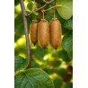 Mega Long Kiwi Seeds | Seeds Shop Store