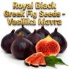 Nasiona czarnej greckiej figi królewskiej - Vasilika Mavra | Seeds Shop Store