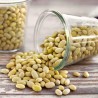 Sementes de feijão peruano, Canario, Mayocoba | Seeds Shop Store