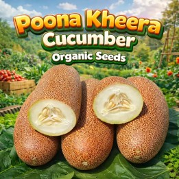 Poona Kheera Krastavac Seme - 293.223938