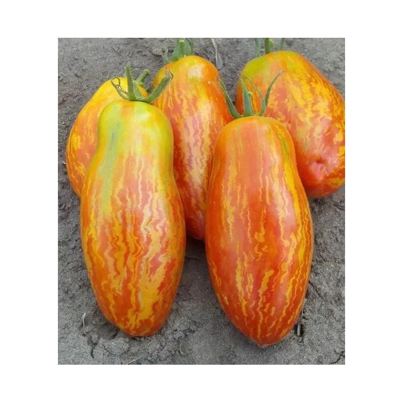 Striped Roman Tomato Seeds | Seeds Shop Store