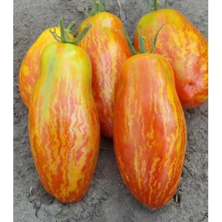 Striped Roman Tomaten Samen - 1.95
