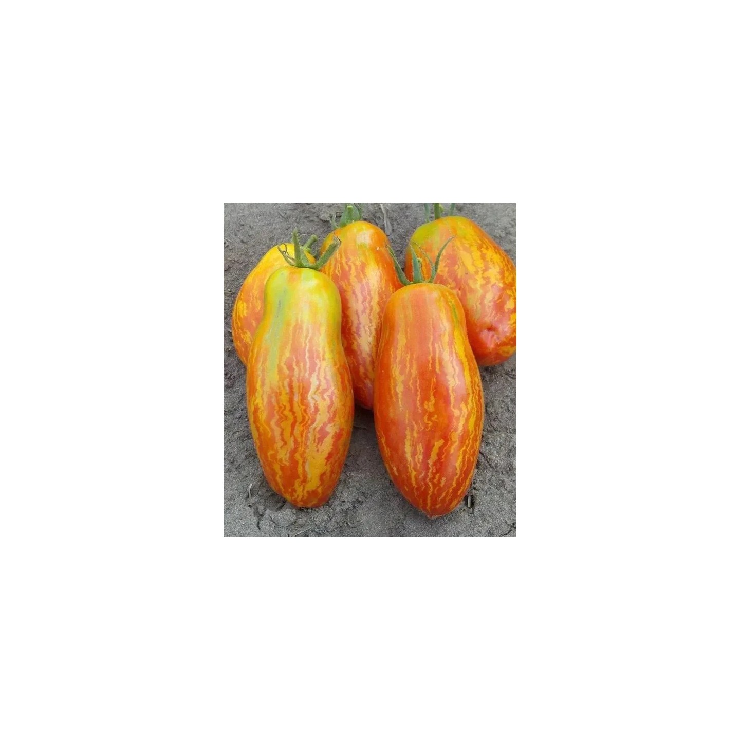 Striped Roman Tomaten Samen - 1.95