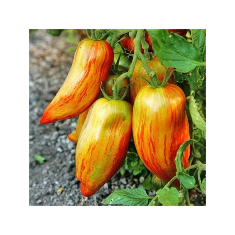 Striped Roman Tomato Seeds | Seeds Shop Store