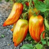 Striped Roman Tomato Seeds - 1.95