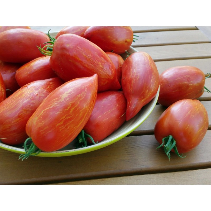 Striped Roman Tomato Seeds | Seeds Shop Store