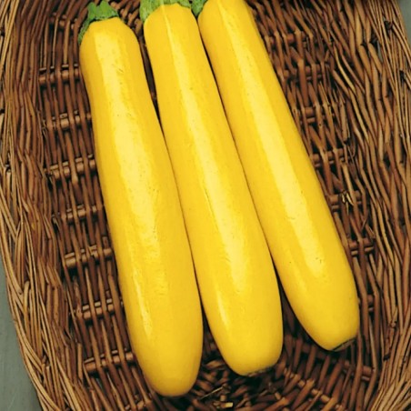Gold Rush F1 Zucchini Samen - 2.35