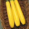 Gold Rush F1 courgettezaden - 2.35