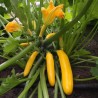 Gold Rush F1 zucchini-frön - 2.35