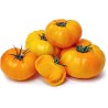 Brandywine Yellow tomato seeds | Seeds Shop Store