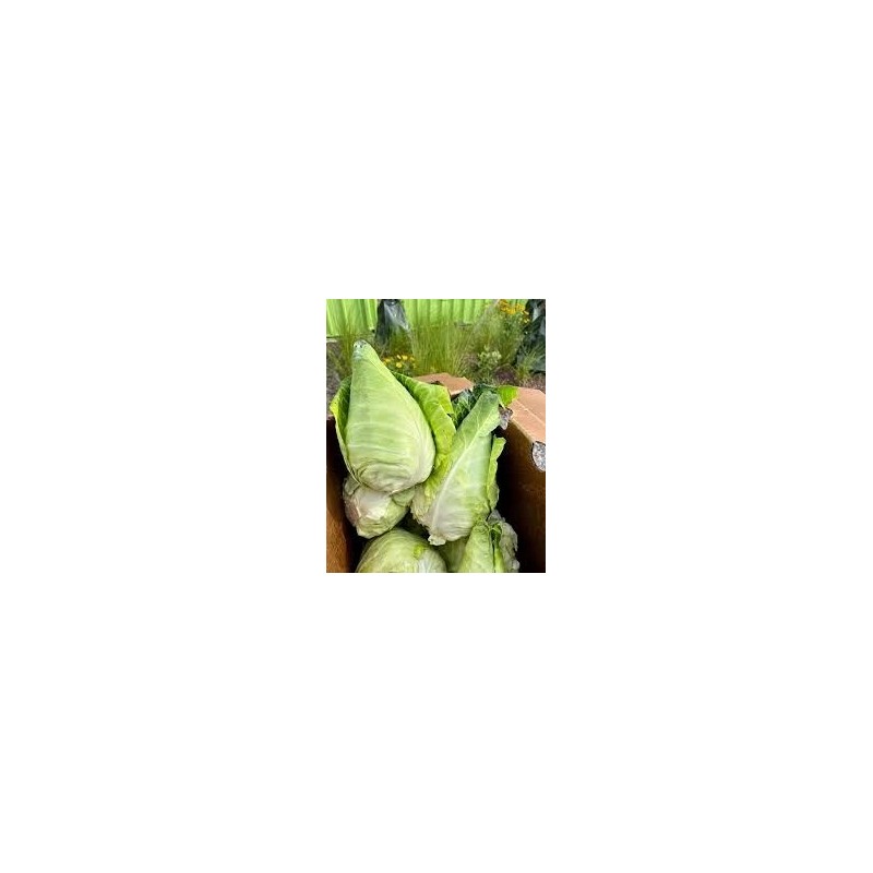 Caraflex cabbage seeds F1 | Seeds Shop Store