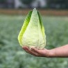 Caraflex cabbage seeds F1 | Seeds Shop Store