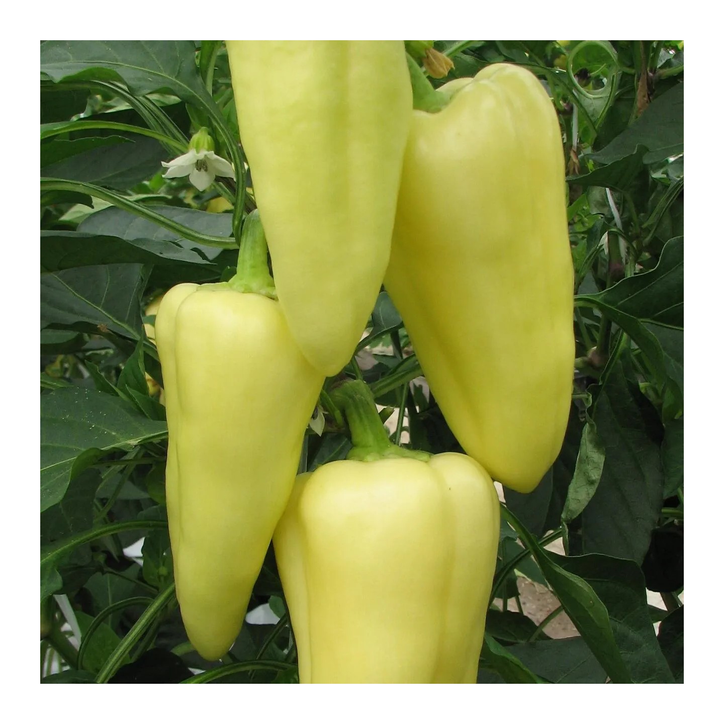 Montana zoete paprika zaden - 1.75