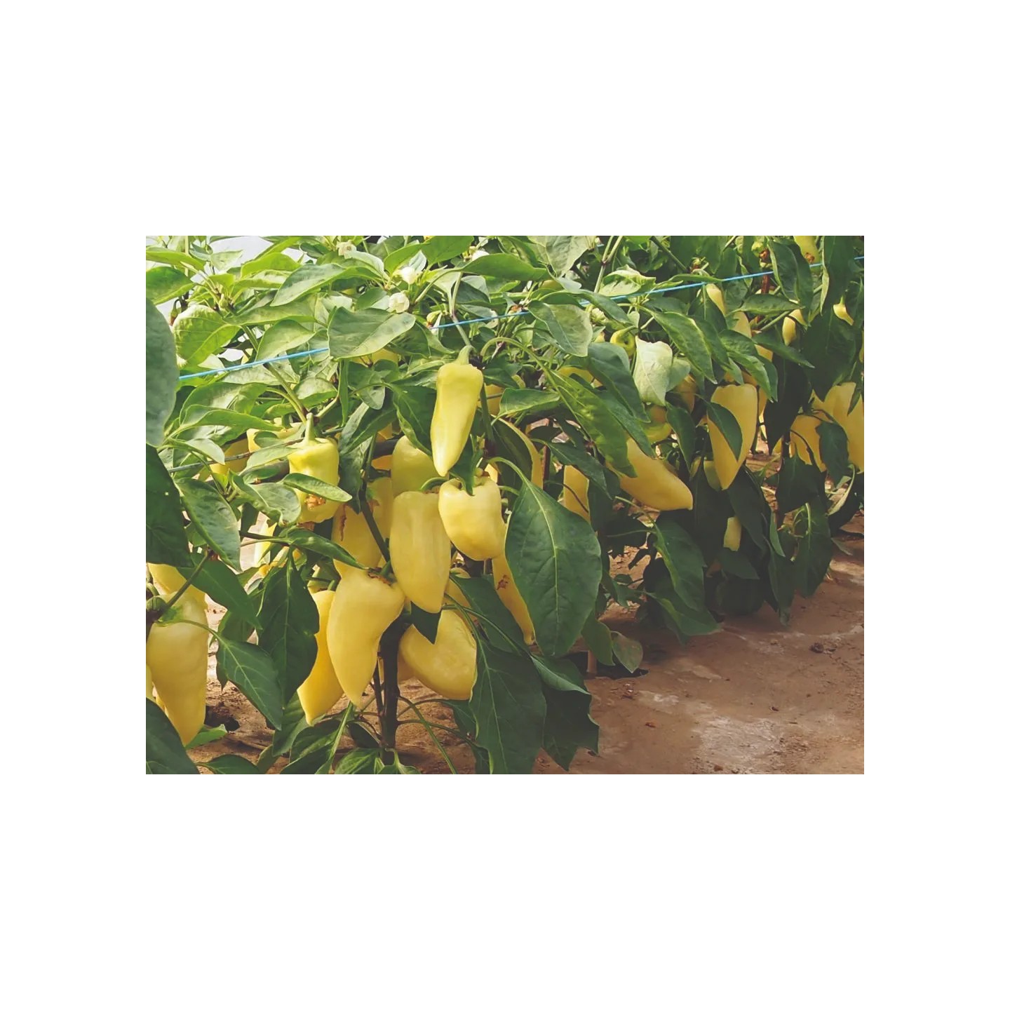 Semillas de pimiento dulce Montana - 1.75