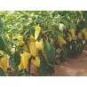 Montana sweet pepper seeds - 1.75