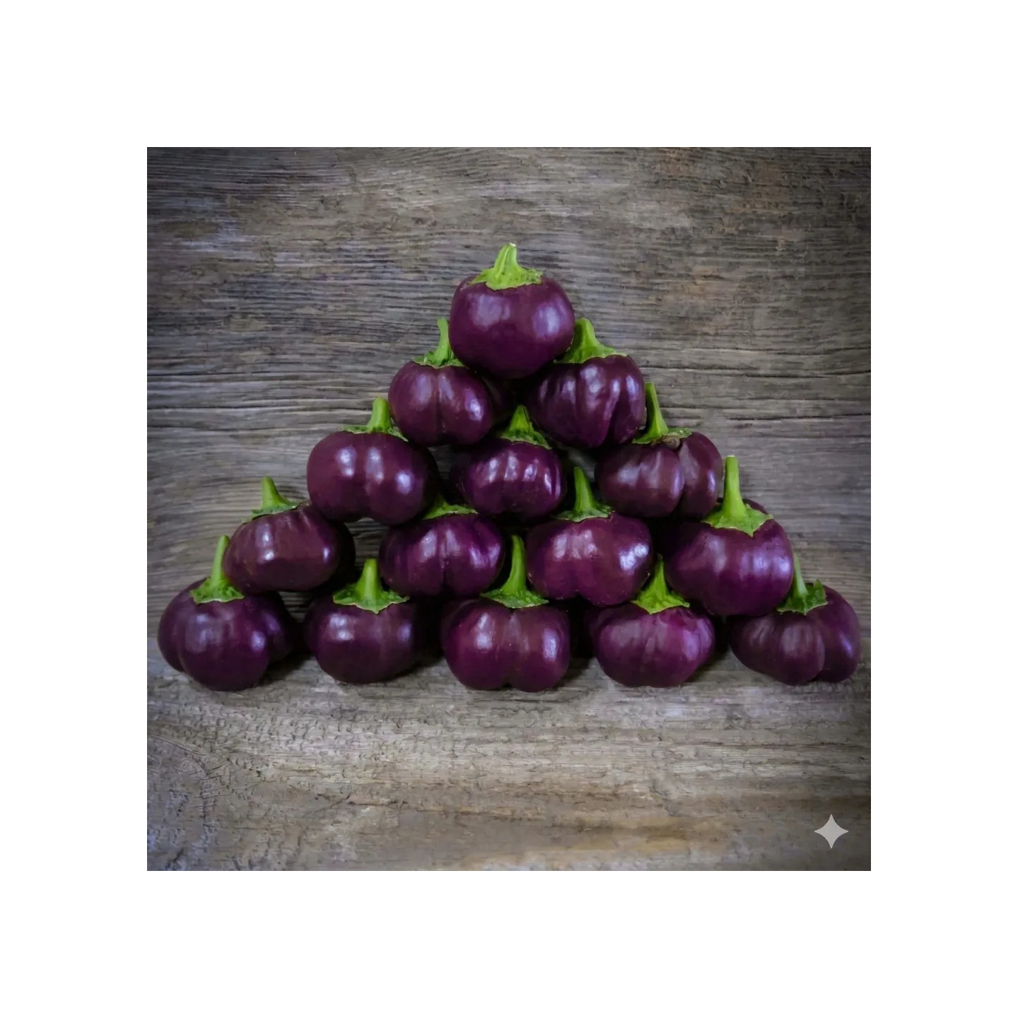 Graines de poivron doux violet Loran - 2.4