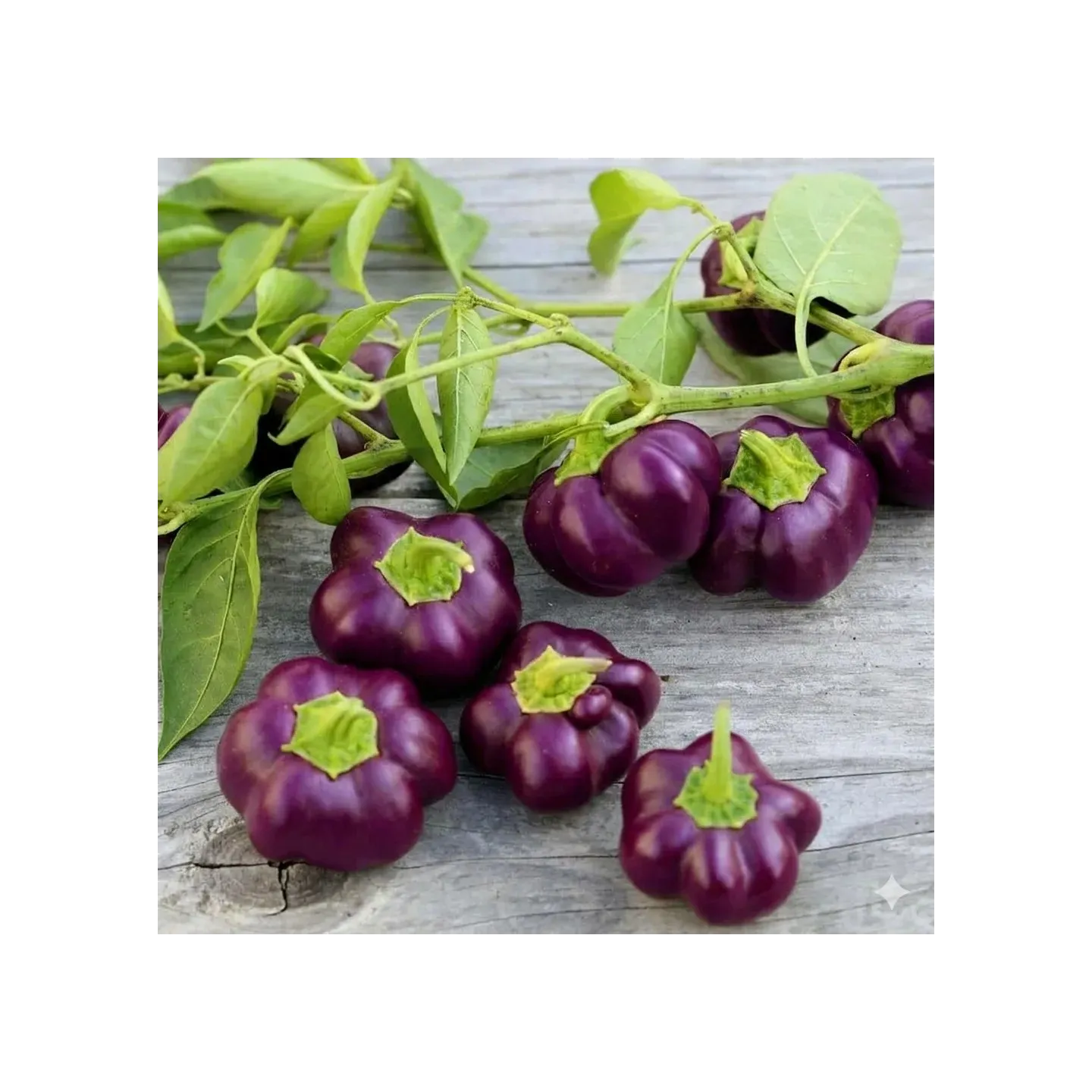 Purple sweet pepper seeds Loran - 2.4
