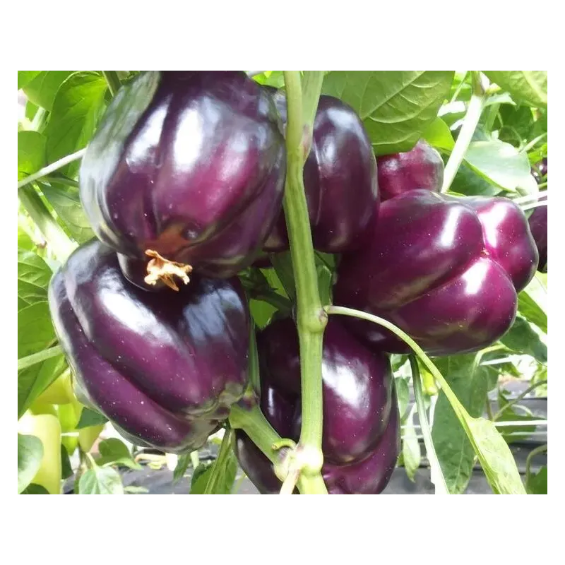 Purple sweet pepper seeds Loran | Seeds Shop Store