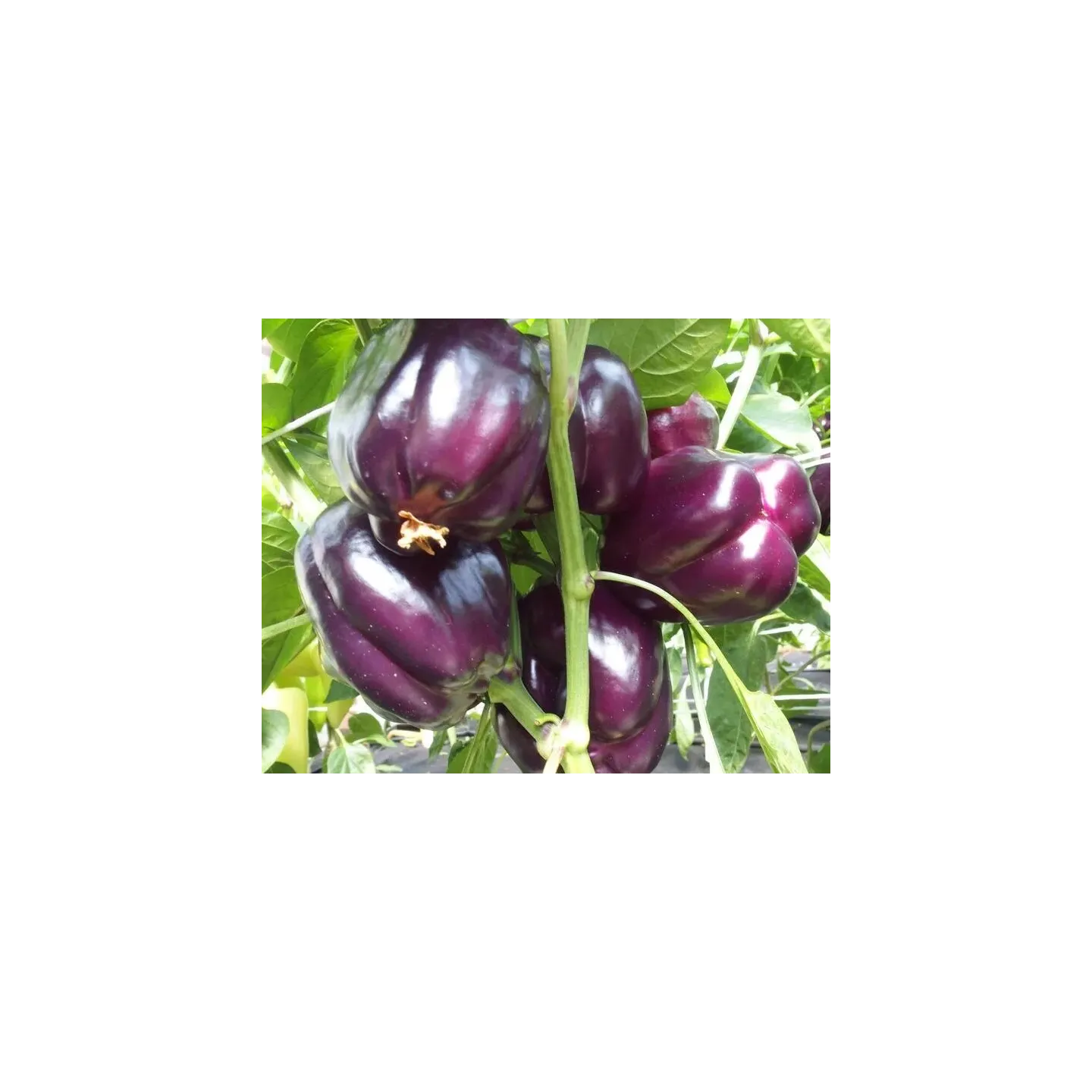 Graines de poivron doux violet Loran - 2.4