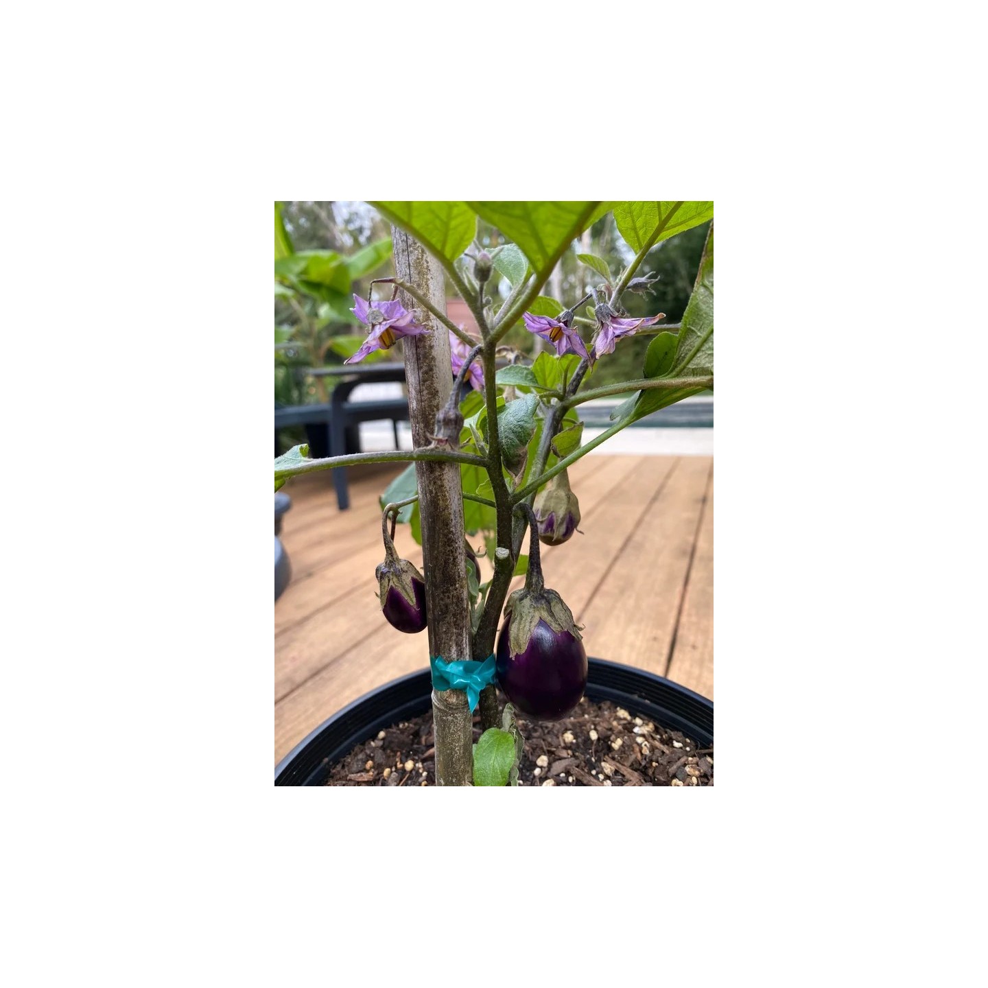 Graines d'aubergine miniature Patio Baby (F1) - 4.8