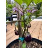 Patio Baby Eggplant Seeds (F1) - 4.8