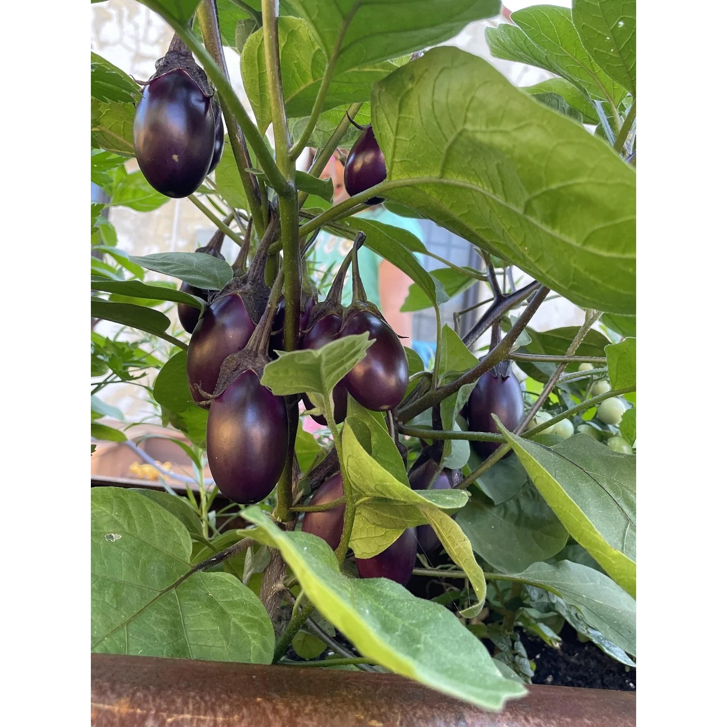 Patio Baby Eggplant Seeds (F1) - 4.8