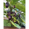 Graines d'aubergine miniature Patio Baby (F1) - 4.8