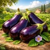 Italiaanse aubergine zaden Traviata - 2.5