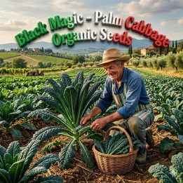 Black Magic - Palmkohl Samen - 2.3