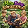 Patio Baby Auberginezaden (F1) | Quality organic seeds | Exotic Seeds Shop