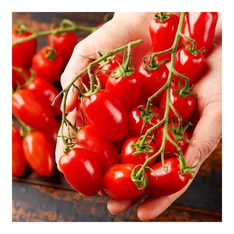 Kalami Cocktail tomato seeds | Seeds Shop Store
