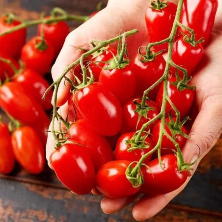 Kalami Cocktail tomato seeds | Seeds Shop Store