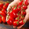 Kalami Cocktail tomato seeds | Seeds Shop Store