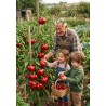 Alexander Sweet Pepper Seeds | Seeds Shop Store
