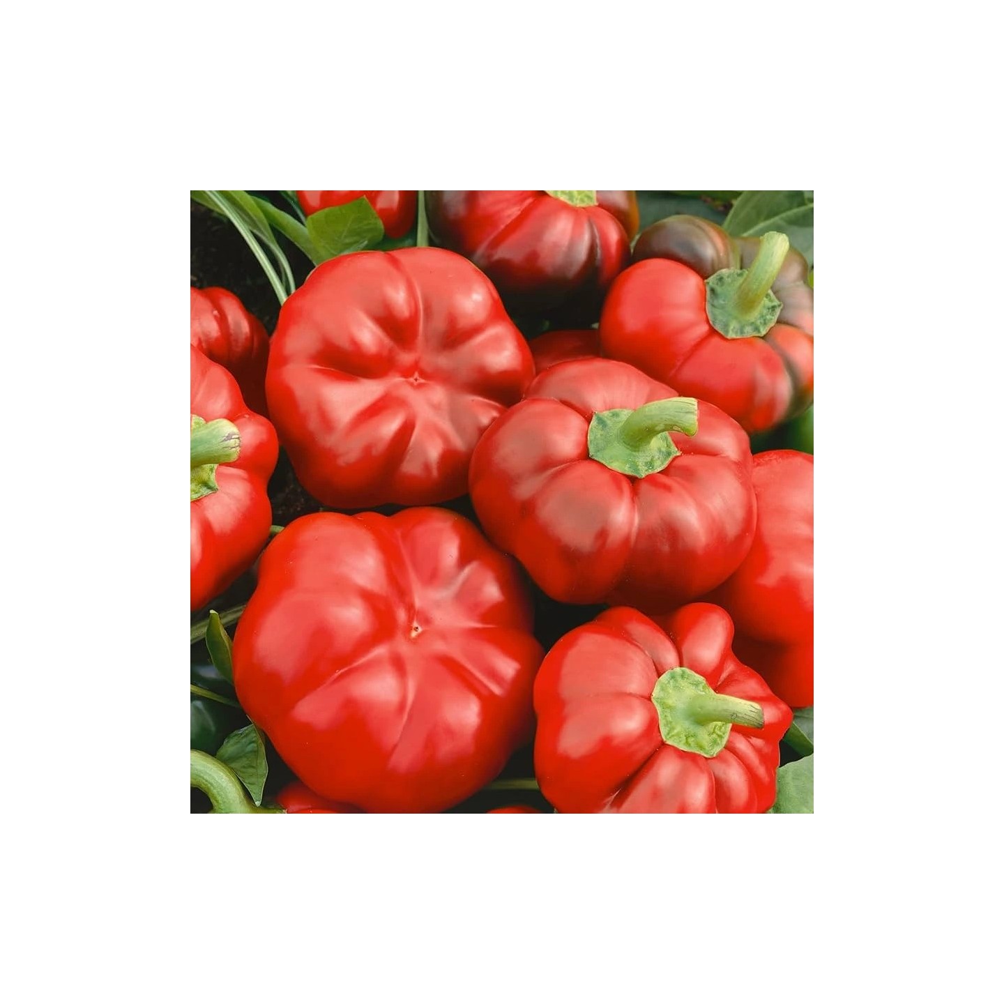 Alexander-Süßpaprika Samen - 1.8