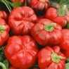Alexander Sweet Pepper Seeds - 1.8