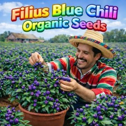 Semillas de Chile Filius Blue - 293.223938