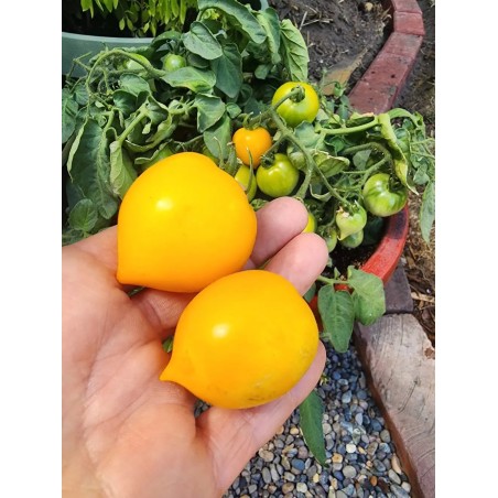 Sementes de tomate Limão (Lemon Plum) | Seeds Shop Store