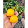 Sementes de tomate Limão (Lemon Plum) | Seeds Shop Store