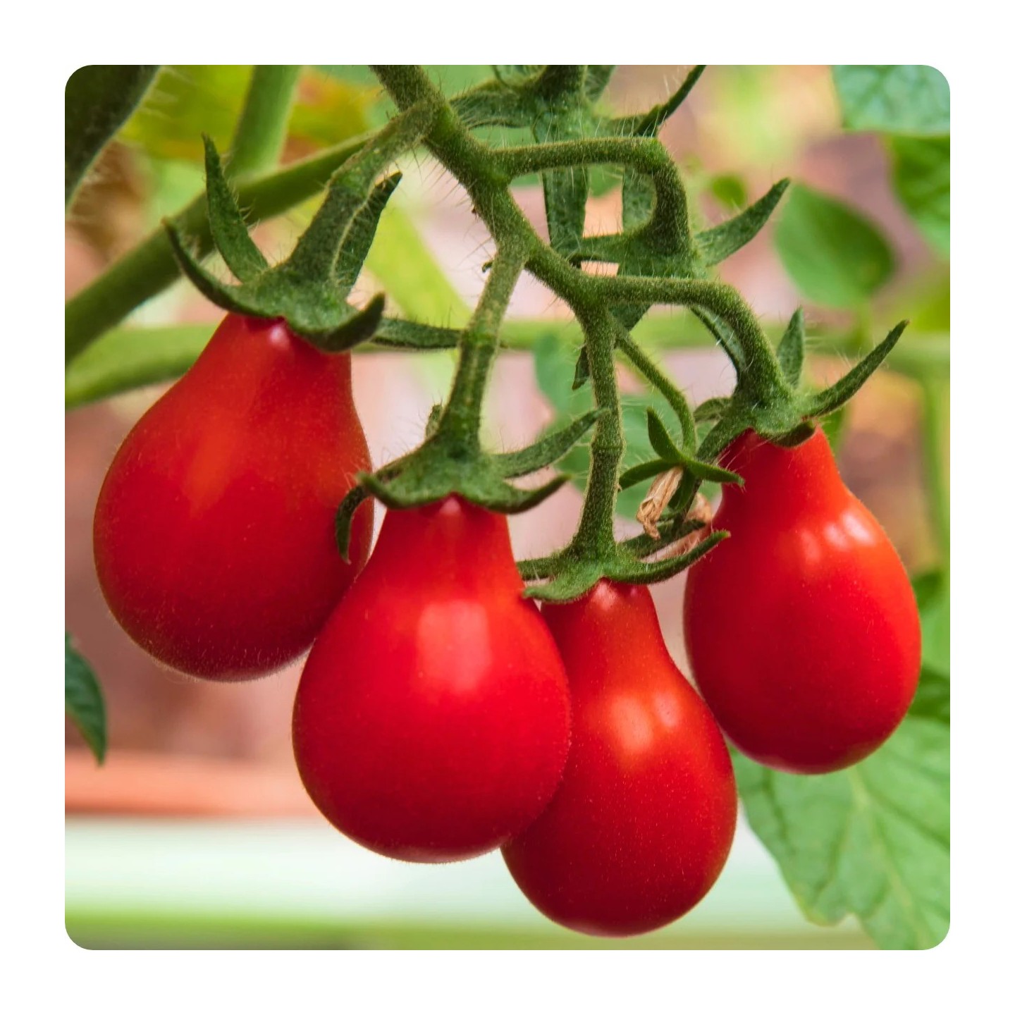 Red Pear, Rotes Birnchen Tomate Samen | Alte, Bio & exotische Samen