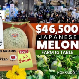 Yubari King Melon Seeds | Heirloom, organic & exotic seeds | Exotic Seeds Shop