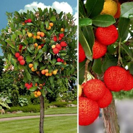 Semena Planika obecná (Arbutus unedo) | Quality organic seeds | Exotic Seeds Shop