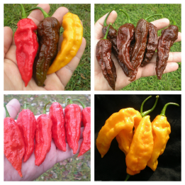 Semi di peperoncino piccante Bhut Jolokia | Quality organic seeds | Exotic Seeds Shop