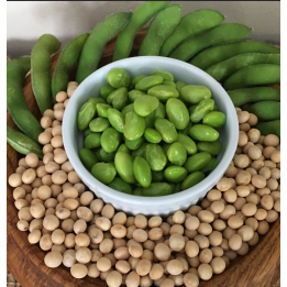Soybean Seeds (Glycine max)