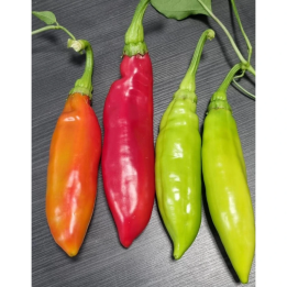 🌶️ Παραδοσιακοί βουλγαρικοί Σπόροι πιπεριάς Ribki Appetite