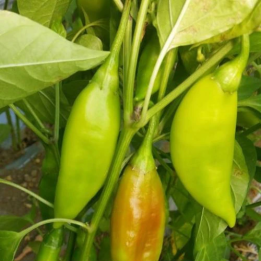 Ribki Appetite Traditionele Bulgaarse Zoete Paprika Zaden